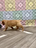 Darla, a female Golden Retriever for sale in Alexis, IL – 5 of 9