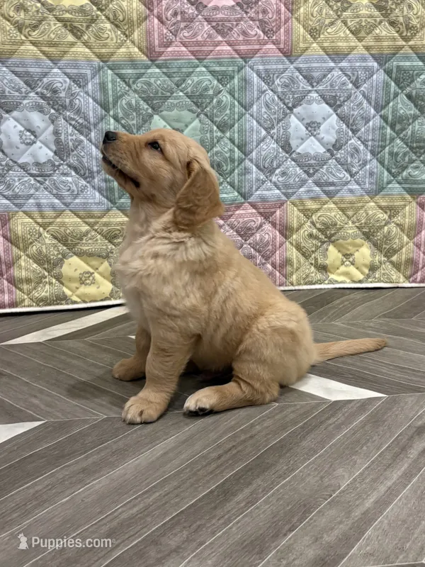 Mr Wonderful – Golden Retriever puppy for sale in Alexis, IL