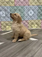 Mr Wonderful, a male Golden Retriever for sale in Alexis, IL – 1 of 10
