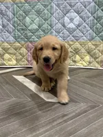 Mr Wonderful, a male Golden Retriever for sale in Alexis, IL – 7 of 10