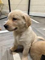 Beau, a male Golden Retriever for sale in Alexis, IL – 8 of 10