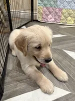 Mr Popular, a male Golden Retriever for sale in Alexis, IL – 3 of 8