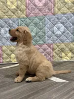 Mr Wonderful, a male Golden Retriever for sale in Alexis, IL – 6 of 10