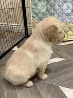 Mr Popular, a male Golden Retriever for sale in Alexis, IL – 7 of 8