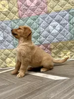 Darla, a female Golden Retriever for sale in Alexis, IL – 7 of 9