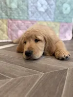 Black Collar, a male Golden Retriever for sale in Alexis, IL – Photo 6 of 10