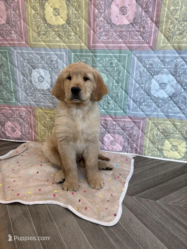 Black Collar – Golden Retriever puppy for sale in Alexis, IL