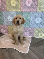 Black Collar, a male Golden Retriever for sale in Alexis, IL – Photo 1 of 10