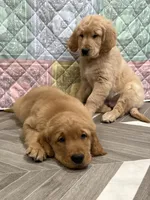 Black Collar, a male Golden Retriever for sale in Alexis, IL – Photo 8 of 10