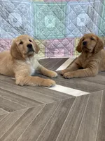 Black Collar, a male Golden Retriever for sale in Alexis, IL – Photo 7 of 10