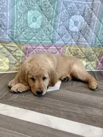 Black Collar, a male Golden Retriever for sale in Alexis, IL – Photo 10 of 10