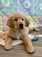 Black Collar, a male Golden Retriever for sale in Alexis, IL – Photo 5 of 10