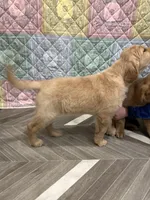 Black Collar, a male Golden Retriever for sale in Alexis, IL – Photo 4 of 10