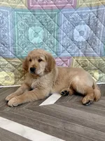 Black Collar, a male Golden Retriever for sale in Alexis, IL – Photo 2 of 10