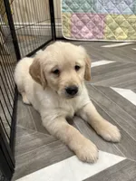 Mr Popular, a male Golden Retriever for sale in Alexis, IL – 8 of 8