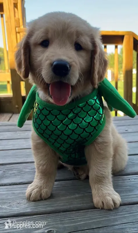 Dragon Pup – Golden Retriever puppy for sale in Alexis, IL