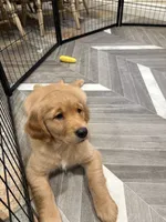 Marie, a female Golden Retriever for sale in Alexis, IL – 5 of 10