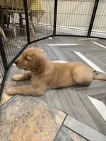 Marie, a female Golden Retriever for sale in Alexis, IL – 7 of 10