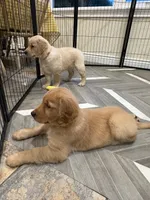 Beau, a male Golden Retriever for sale in Alexis, IL – 7 of 10