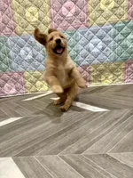 Darla, a female Golden Retriever for sale in Alexis, IL – 8 of 9