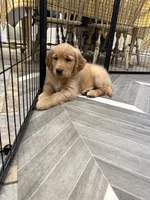 Marie, a female Golden Retriever for sale in Alexis, IL – 3 of 10