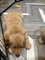 Marie, a female Golden Retriever for sale in Alexis, IL – 4 of 10