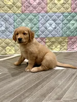 Darla, a female Golden Retriever for sale in Alexis, IL – 6 of 9
