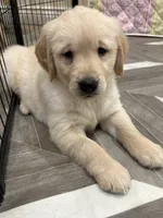 Mr Popular, a male Golden Retriever for sale in Alexis, IL – 6 of 8