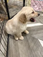 Mr Popular, a male Golden Retriever for sale in Alexis, IL – 4 of 8
