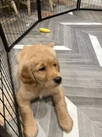 Marie, a female Golden Retriever for sale in Alexis, IL – 10 of 10