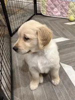 Mr Popular, a male Golden Retriever for sale in Alexis, IL – 2 of 8