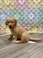 Darla, a female Golden Retriever for sale in Alexis, IL – 2 of 9