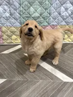 Mr Wonderful, a male Golden Retriever for sale in Alexis, IL – 9 of 10