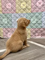 Darla, a female Golden Retriever for sale in Alexis, IL – 3 of 9