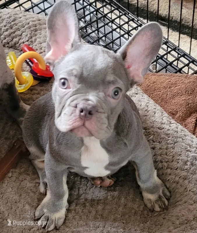 Pistachio – French Bulldog puppy for sale in Watkinsville, GA