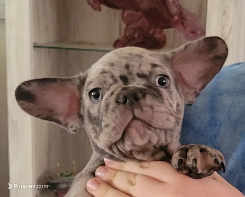 Almond – French Bulldog puppy for sale in Watkinsville, GA