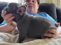 Pistachio, a male French Bulldog for sale in Watkinsville, GA – 3 of 10