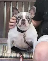 Almond, a male French Bulldog for sale in Watkinsville, GA – 8 of 10