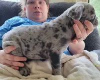 Almond, a male French Bulldog for sale in Watkinsville, GA – 3 of 10