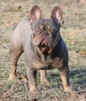 Pistachio, a male French Bulldog for sale in Watkinsville, GA – 9 of 10