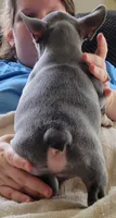 Pistachio, a male French Bulldog for sale in Watkinsville, GA – 4 of 10