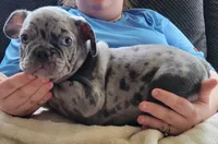 Almond, a male French Bulldog for sale in Watkinsville, GA – 5 of 10
