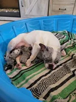 Walnut, a male French Bulldog for sale in Watkinsville, GA – 7 of 10