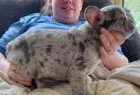Walnut, a male French Bulldog for sale in Watkinsville, GA – 4 of 10