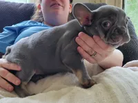 Pistachio, a male French Bulldog for sale in Watkinsville, GA – 5 of 10