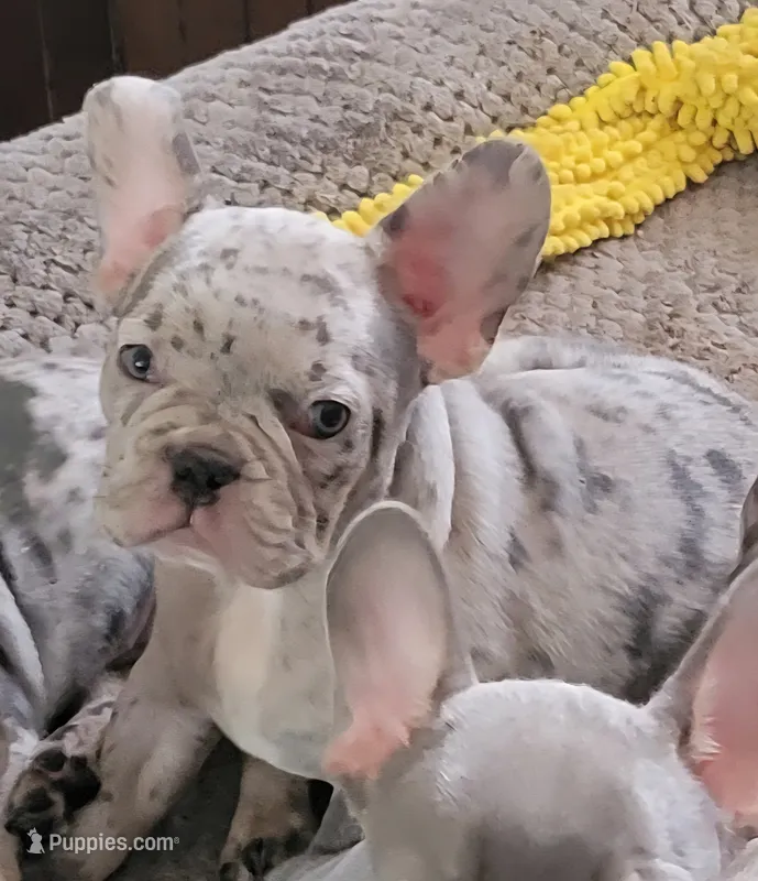 Walnut – French Bulldog puppy for sale in Watkinsville, GA