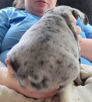 Almond, a male French Bulldog for sale in Watkinsville, GA – 4 of 10