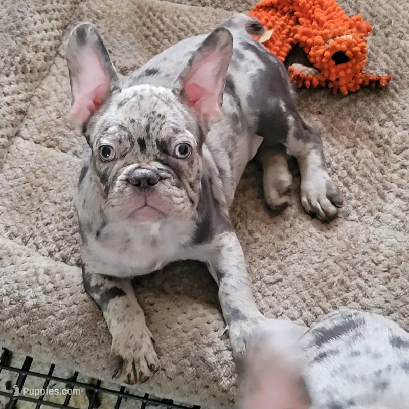 Almond – French Bulldog puppy for sale in Watkinsville, GA