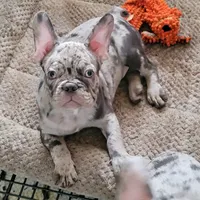 Almond, a male French Bulldog for sale in Watkinsville, GA – 1 of 10