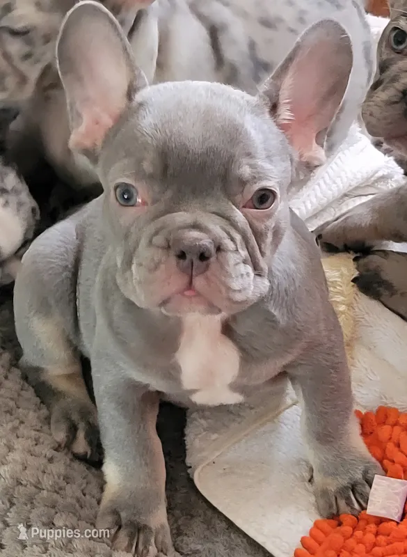 Pistachio – French Bulldog puppy for sale in Watkinsville, GA